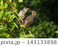 ヒヨドリ幼鳥に給餌する親鳥 143133898