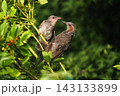 ヒヨドリ幼鳥に給餌する親鳥 143133899