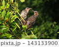ヒヨドリ幼鳥に給餌する親鳥 143133900