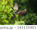 ヒヨドリ幼鳥に給餌する親鳥 143133901