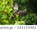 ヒヨドリ幼鳥に給餌する親鳥 143133902