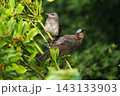 ヒヨドリ幼鳥に給餌する親鳥 143133903