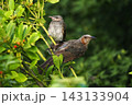 ヒヨドリ幼鳥に給餌する親鳥 143133904