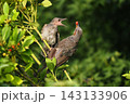 ヒヨドリ幼鳥に給餌する親鳥 143133906