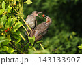 ヒヨドリ幼鳥に給餌する親鳥 143133907