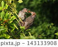 ヒヨドリ幼鳥に給餌する親鳥 143133908