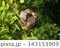 ヒヨドリ幼鳥に給餌する親鳥 143133909