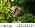 ヒヨドリ幼鳥に給餌する親鳥 143133910