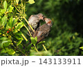 ヒヨドリ幼鳥に給餌する親鳥 143133911