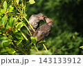 ヒヨドリ幼鳥に給餌する親鳥 143133912