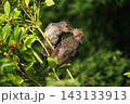 ヒヨドリ幼鳥に給餌する親鳥 143133913