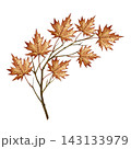 A branch with maple leaves. A hand drawn watercolor illustration. Perfect for stickers, banners, posters and packaging, greeting cards and labels, prints and much more. 143133979