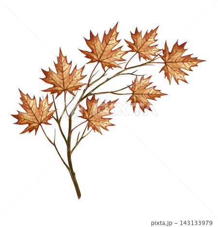 A branch with maple leaves. A hand drawn watercolor illustration. Perfect for stickers, banners, posters and packaging, greeting cards and labels, prints and much more. A branch with maple leaves. A hand drawn watercolor illustration. Perfect for stickers, banners, posters and packaging, greeting cards and labels, prints and much more. 143133979