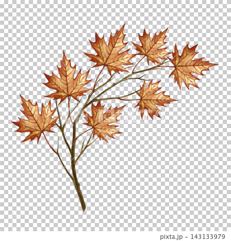 A branch with maple leaves. A hand drawn watercolor illustration. Perfect for stickers, banners, posters and packaging, greeting cards and labels, prints and much more. A branch with maple leaves. A hand drawn watercolor illustration. Perfect for stickers, banners, posters and packaging, greeting cards and labels, prints and much more. 143133979
