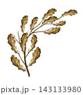 A branch with oak leaves. Hand drawn watercolor illustration. Ideal for stickers, banners, posters and packaging, greeting cards and labels, prints and much more. 143133980