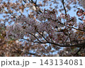 桜 143134081