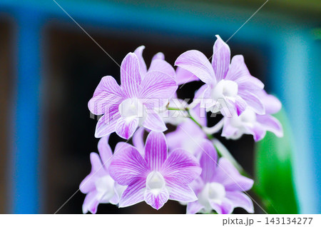 Dendrobium, Dendrobium Burana Stripe or Dendrobium Orchid Burana Pink Stripe or white and purple orchid flower Dendrobium, Dendrobium Burana Stripe or Dendrobium Orchid Burana Pink Stripe or white and purple orchid flower 143134277
