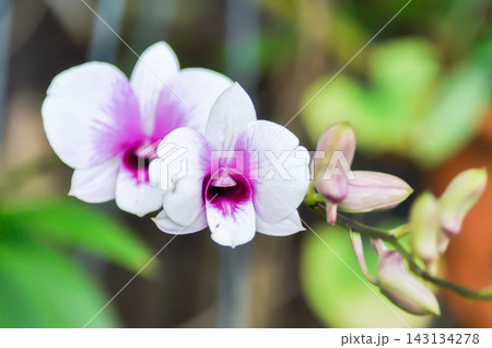 Dendrobium orchid or purple orchid or white and purple orchid flower, orchid or ORCHIDACEAE 143134278