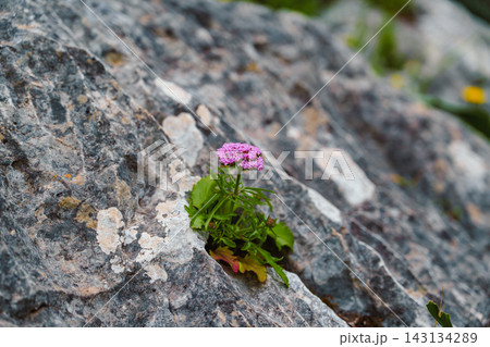 Pink wildflower blooming from a crack in weathered rock, Spain 143134289
