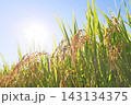 青空に映える実った稲穂 143134375