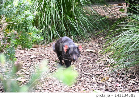 ニュージーランドのオークランド動物園でタスマニアデビルが歩いていた ニュージーランドのオークランド動物園でタスマニアデビルが歩いていた 143134385