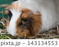 モルモット 143134553