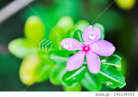 Catharanthus roseus and rain droplet or dew drop Catharanthus roseus and rain droplet or dew drop 143134555
