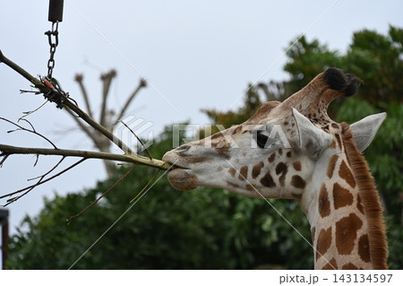 ニュージーランドのオークランド動物園でキリンが木をムシャムシャ ニュージーランドのオークランド動物園でキリンが木をムシャムシャ 143134597