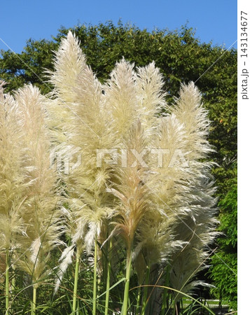 イネ科の大きな多年生植物「パンパスグラス」 143134677