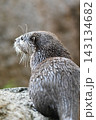コツメカワウソ 143134682