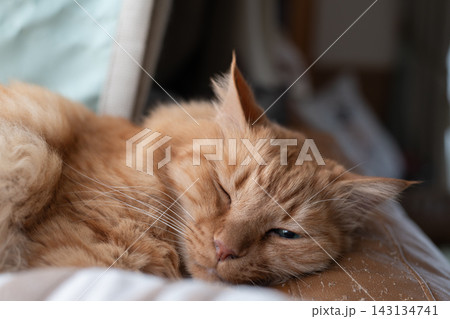 窓辺で眠る猫 茶トラ猫 窓辺で眠る猫 茶トラ猫 143134741