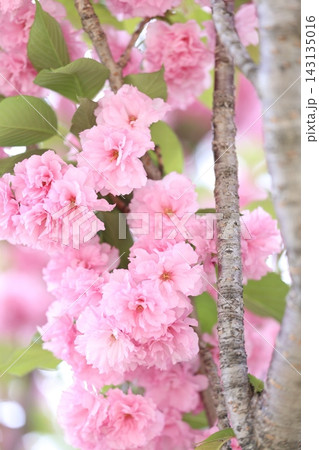 ふんわりとした桜の花 ふんわりとした桜の花 143135016