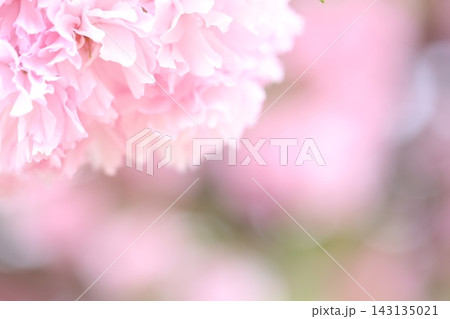 ふんわりとした桜の花 143135021