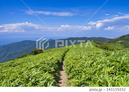 【静岡県】伊豆だるま山高原のハイキングコース~達磨山登山道 【静岡県】伊豆だるま山高原のハイキングコース~達磨山登山道 143135032