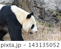 ジャイアントパンダ 143135052