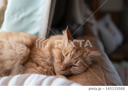 窓辺で眠る猫　茶トラ猫 143135088