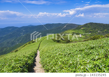 【静岡県】伊豆だるま山高原のハイキングコース～達磨山登山道 143135245