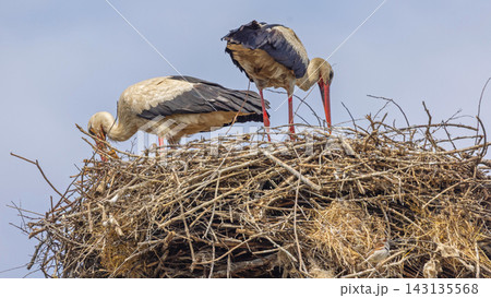 White Storks Close up White Storks Close up 143135568