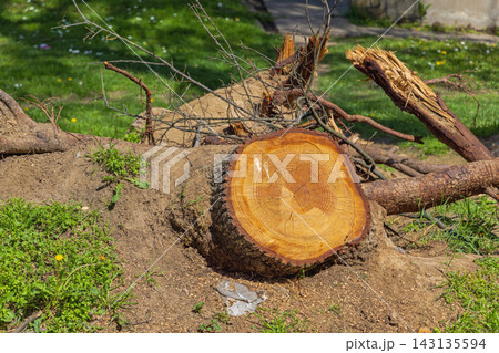 Fallen Tree Stump Park 143135594