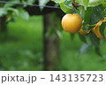 梨棚で成熟する梨の実の様子 梨棚で成熟する梨の実の様子 143135723