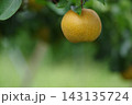 梨棚で成熟する梨の実の様子 梨棚で成熟する梨の実の様子 143135724