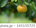 梨棚で成熟する梨の実の様子 梨棚で成熟する梨の実の様子 143135725