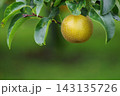 梨棚で成熟する梨の実の様子 梨棚で成熟する梨の実の様子 143135726