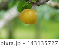 梨棚で成熟する梨の実の様子 梨棚で成熟する梨の実の様子 143135727