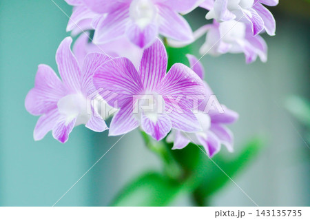 Dendrobium, Dendrobium Burana Stripe or Dendrobium Orchid Burana Pink Stripe or white and purple orchid flower 143135735