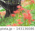 里山に咲く彼岸花 143136086