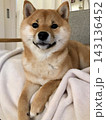 室内でくつろぐ柴犬 143136452