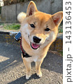 見つめる柴犬 143136453