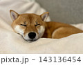 布団で眠る柴犬 143136454