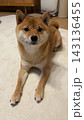 リラックスする柴犬 143136455